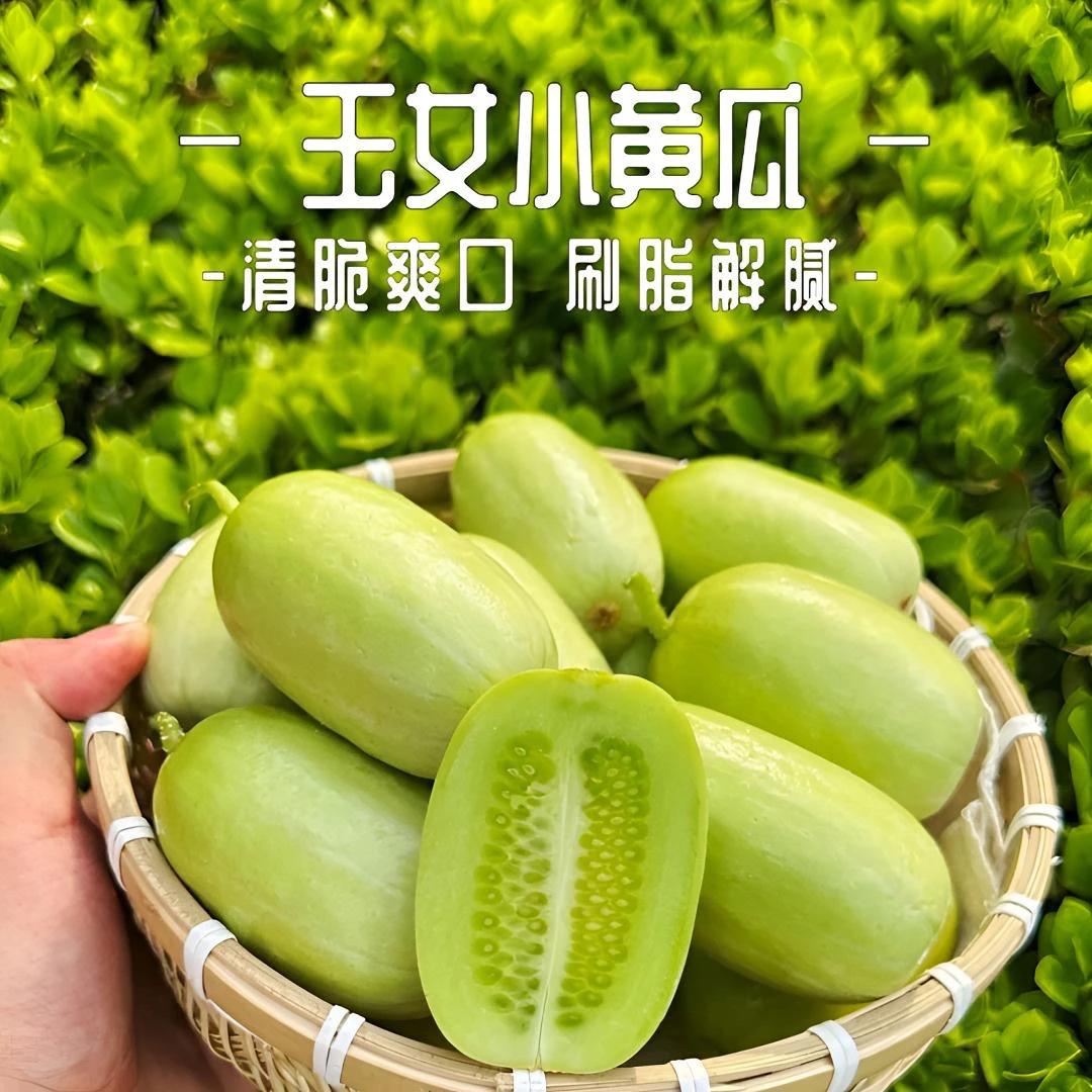 山东金童玉女水果小黄瓜新鲜拇指黄瓜脆甜白玉青瓜包邮手指迷你