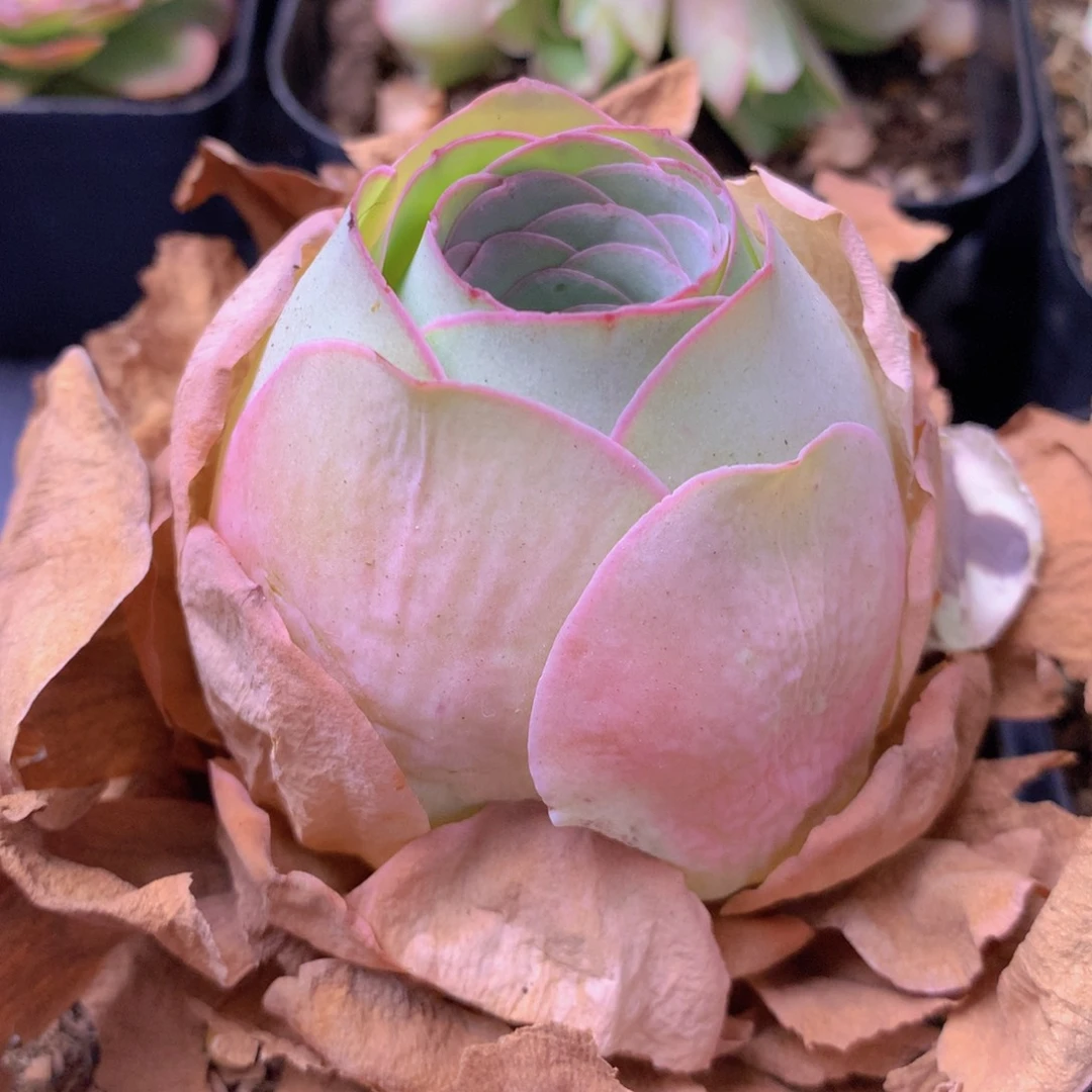 一物一拍星辰盛夏003