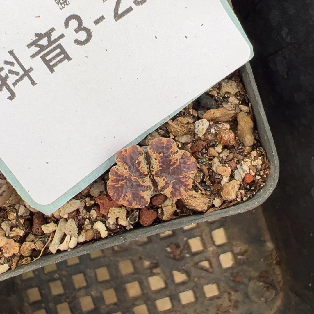 3-295肉锥多肉植物