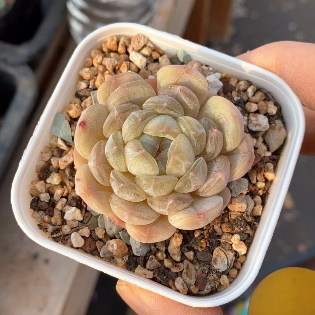 精品多肉一物一拍不包整18