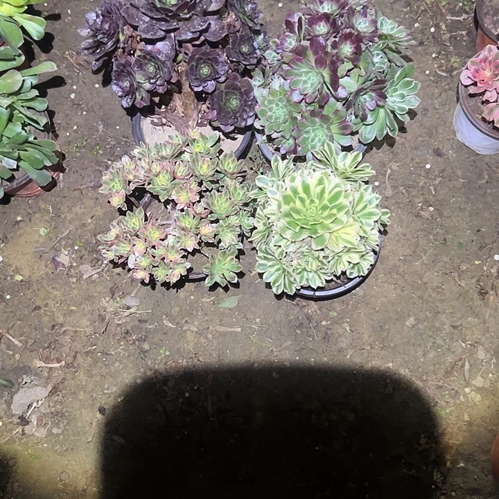 不包侧枝一物一拍38