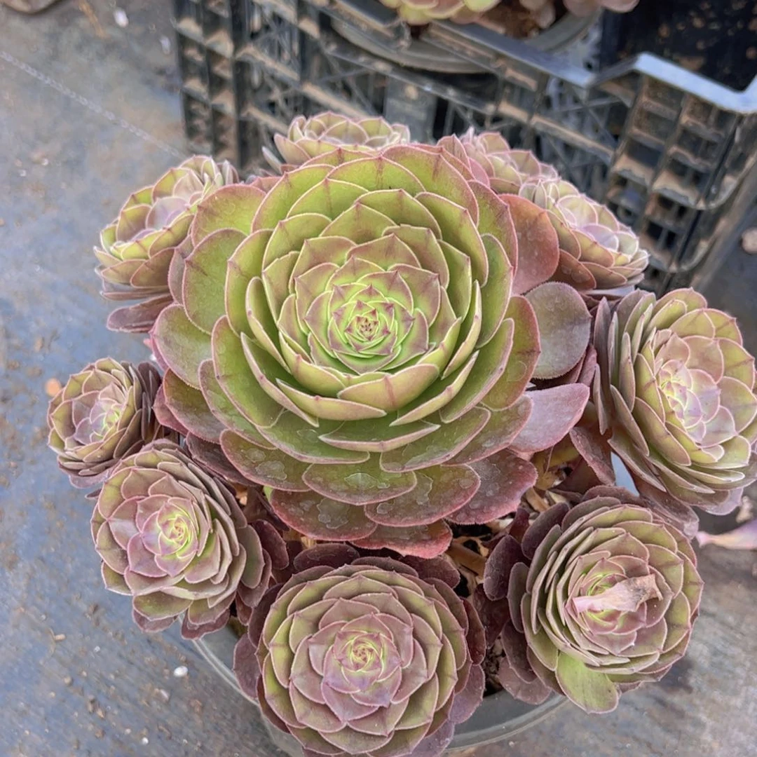 万圣节法师多头大盆群