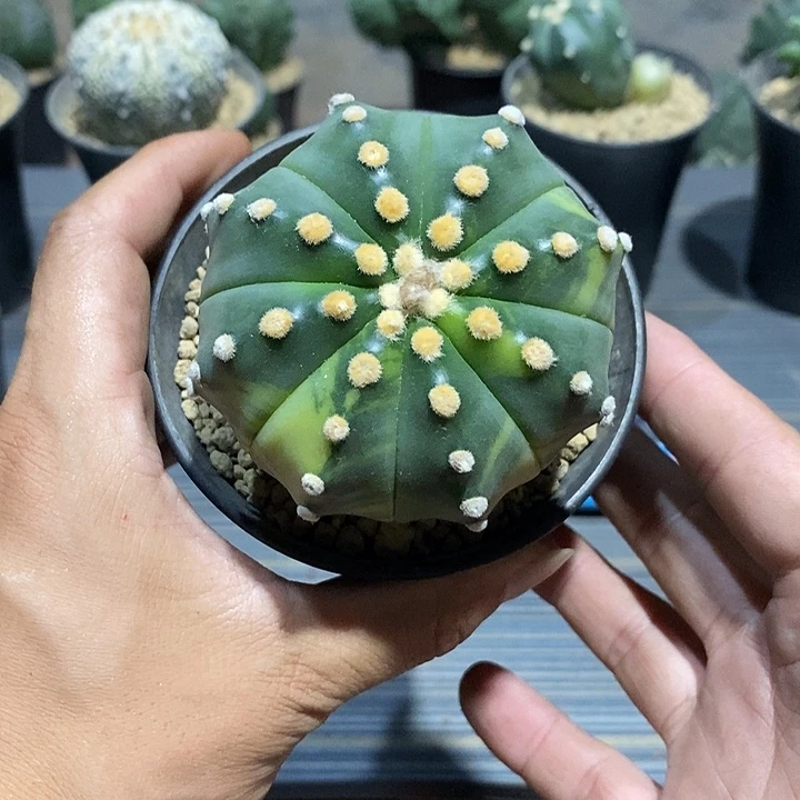 如***花星兜锦实生脱土发货