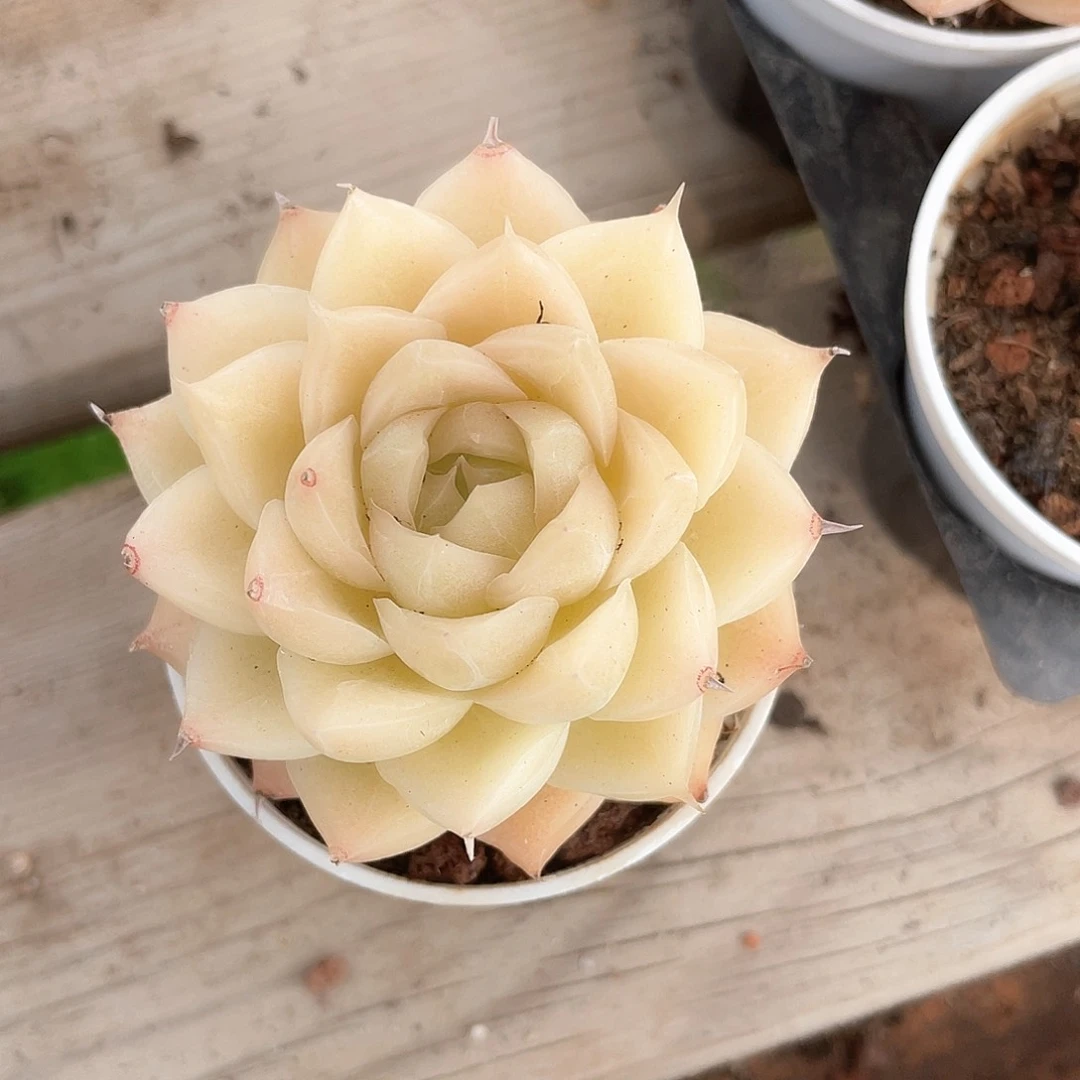 金***?优选麦秆福利9081