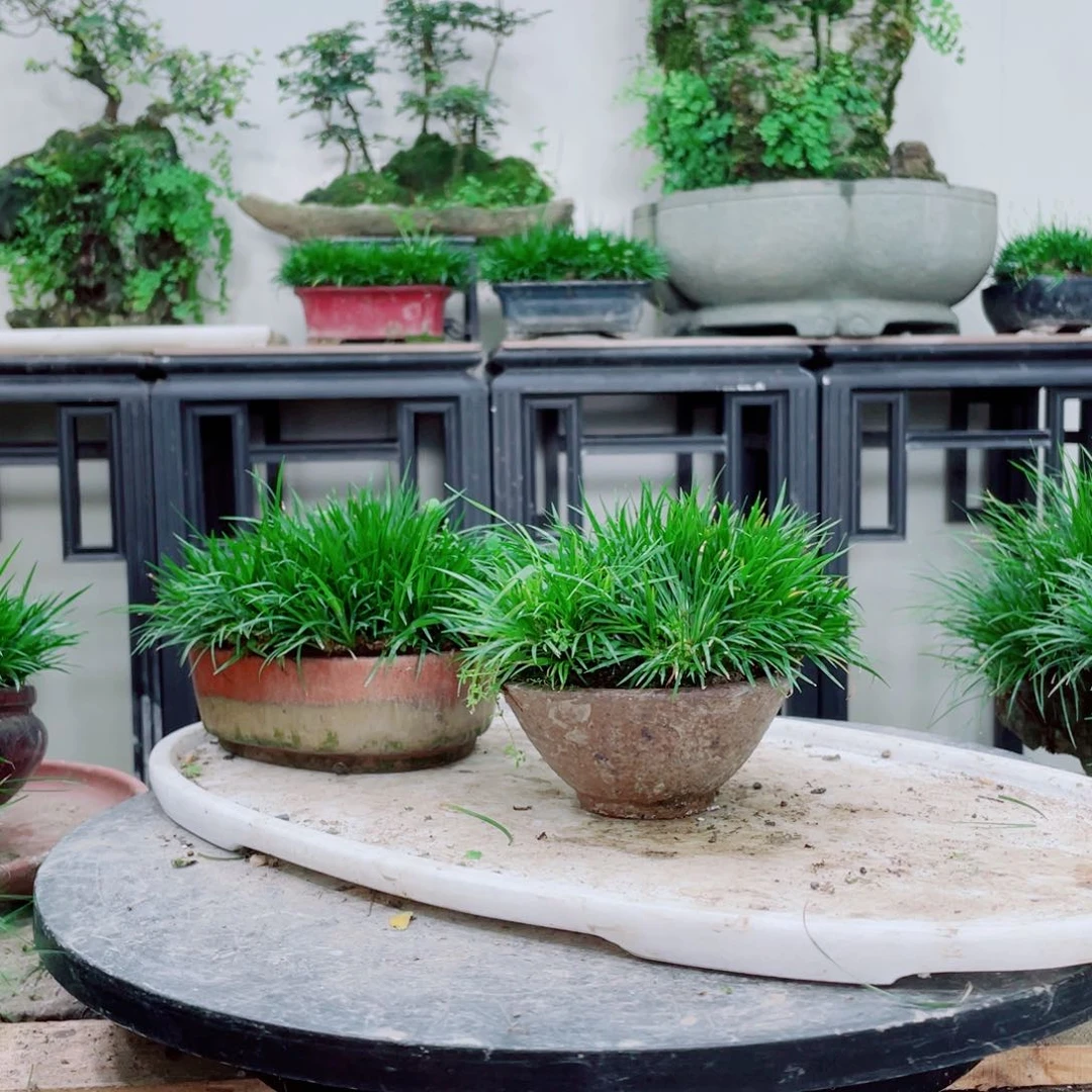 无铅玻璃吉**房铁线蕨铁线蕨铁线蕨