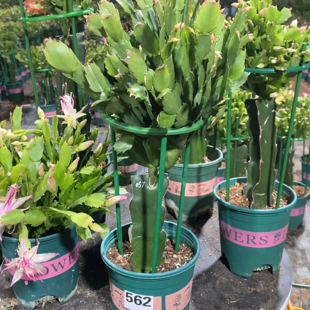 【闪购商品】完全开放容*562嫁接057