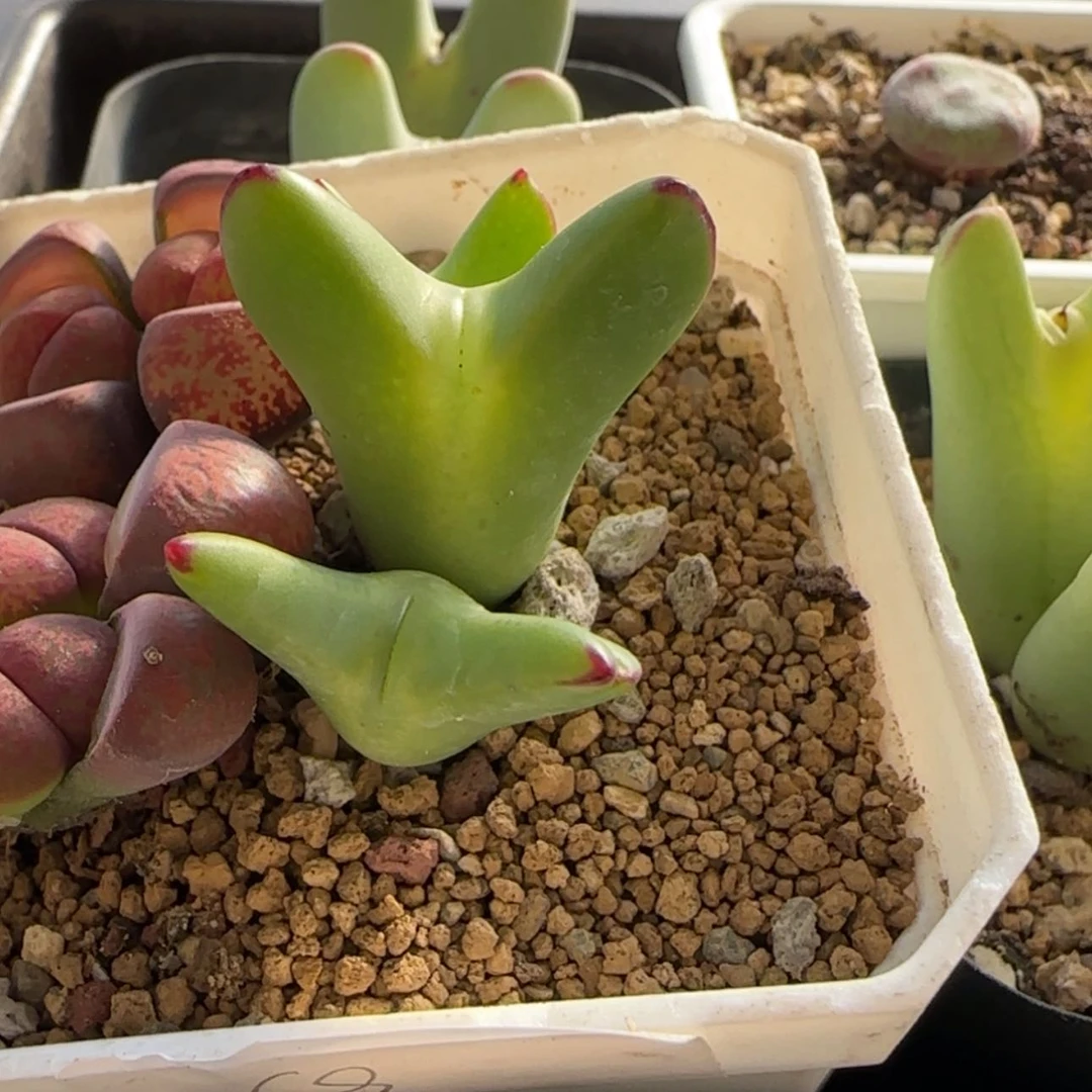 【闪购商品】是***吖7797二