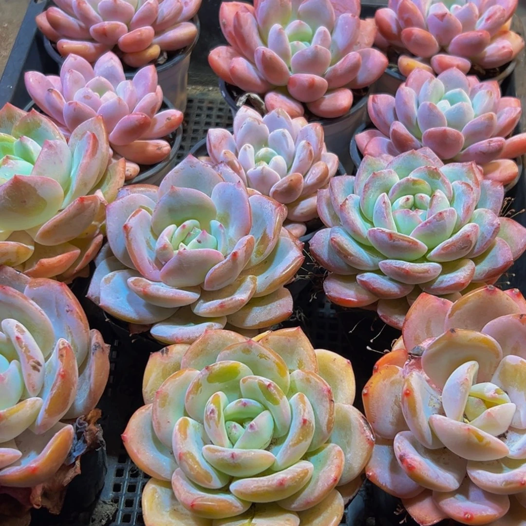 ¹***࿐199点点滴滴点点滴滴分