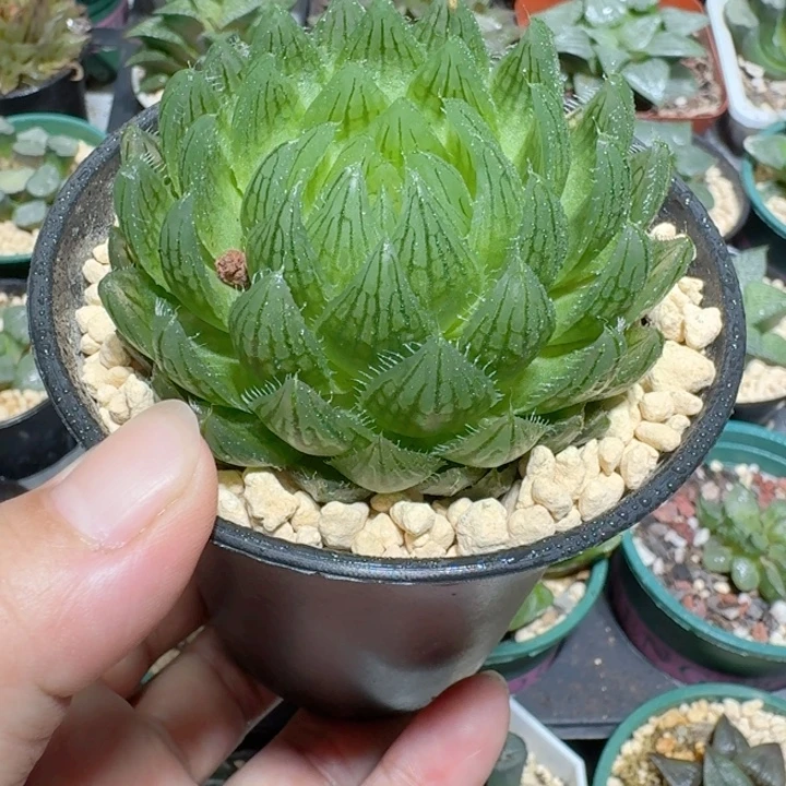 十二卷玉露大颗樱水晶