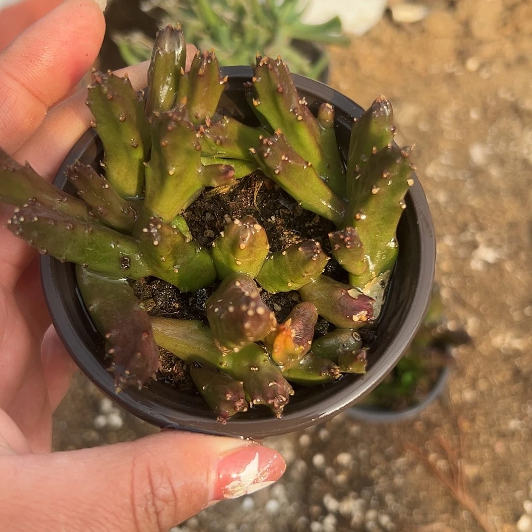 多肉植物多肉植物