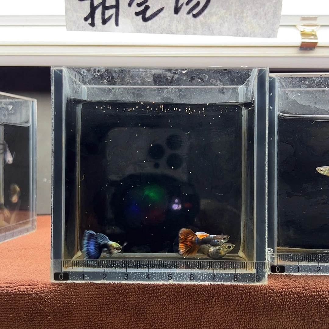 H***仔孔雀鱼加热包运费8.8