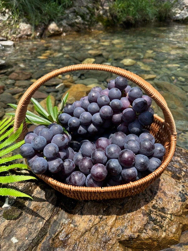 【顺丰快递】南方吐鲁番夏黑无籽葡萄新鲜时令孕妇水果夏季葡萄
