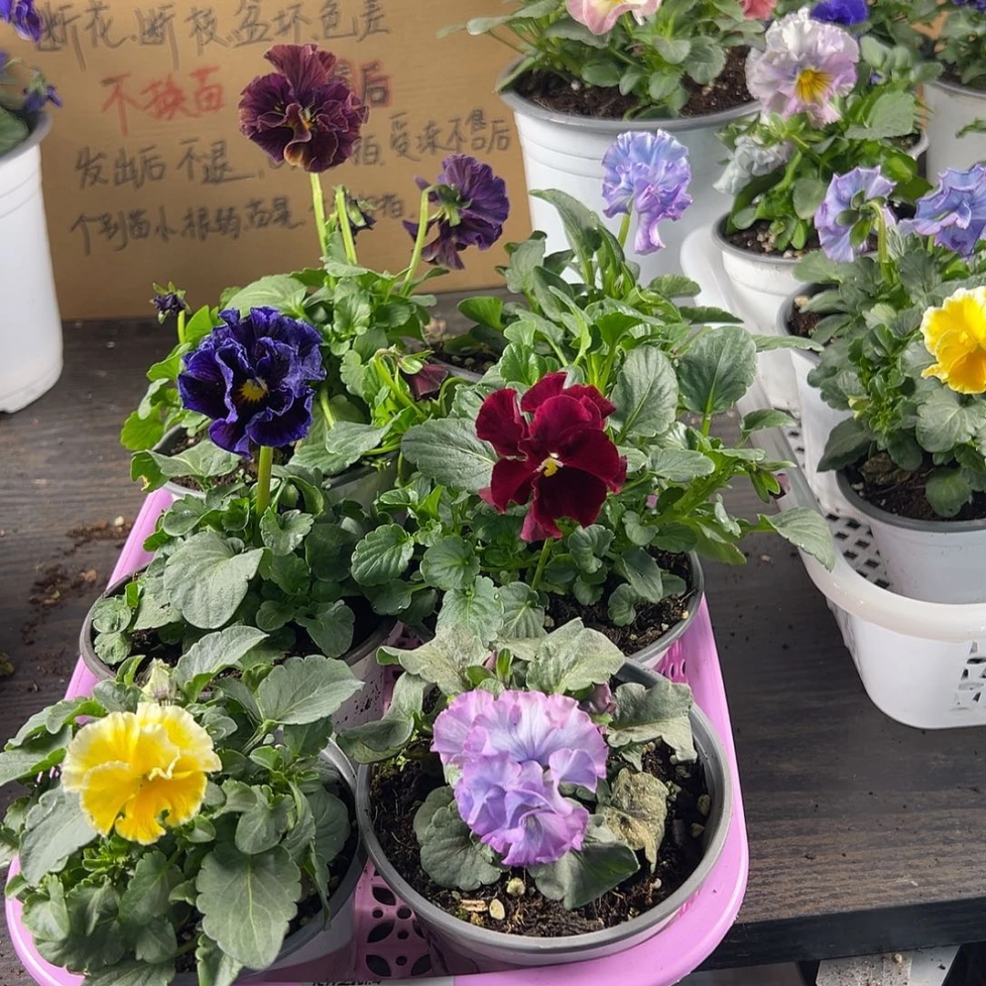 大部分花苞少量开放167号