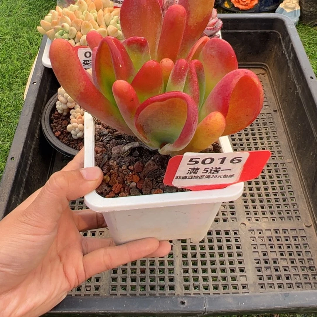 表妹精品多肉5016.