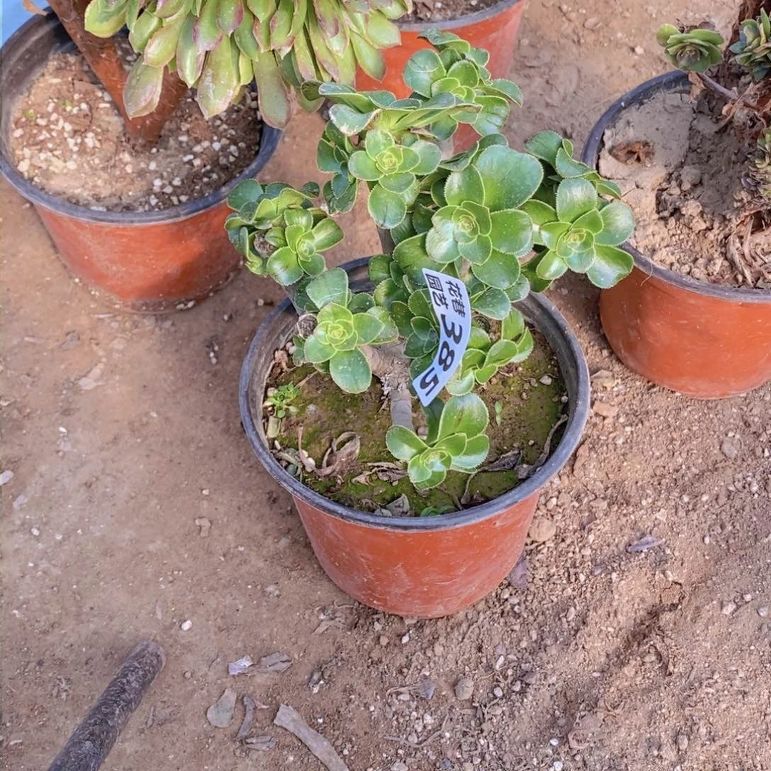 385号一物一拍多肉植物