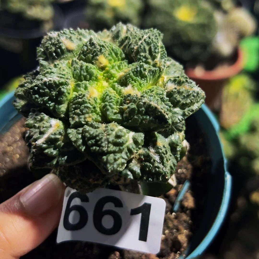 岩***无花朵龟甲牡丹仙人球661