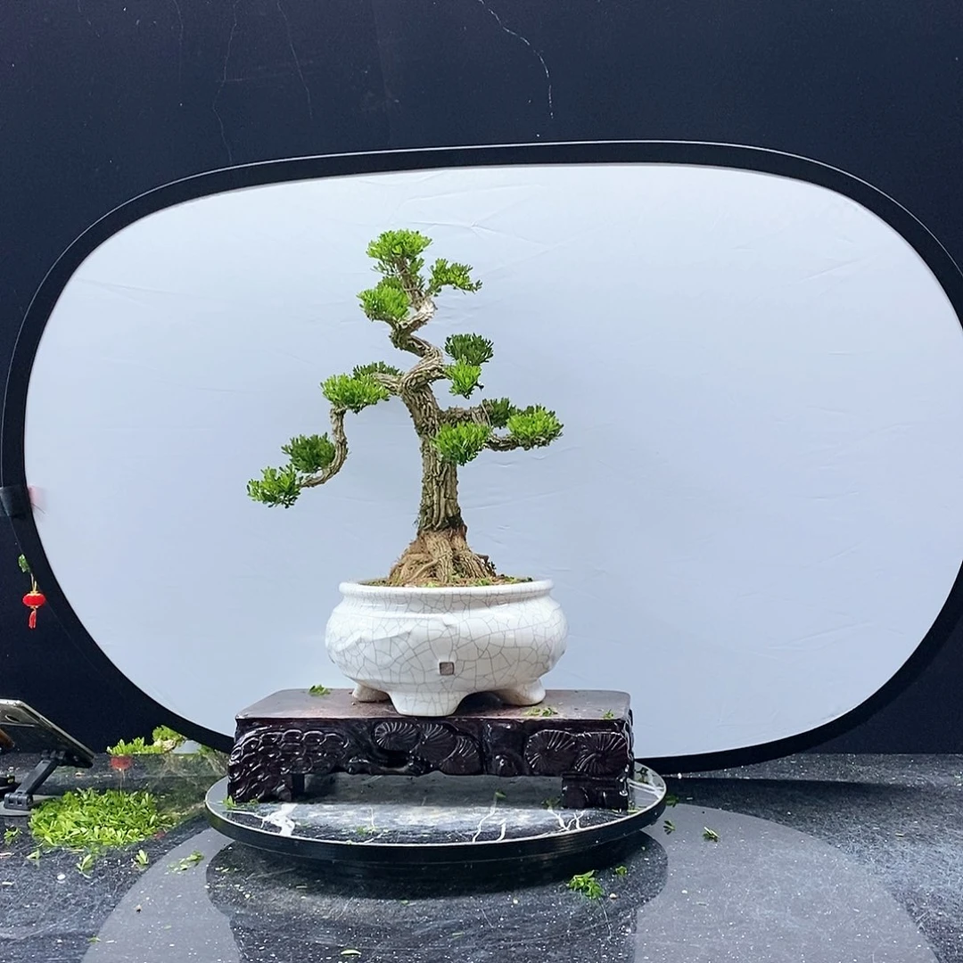 无花朵黄杨盆景艺术