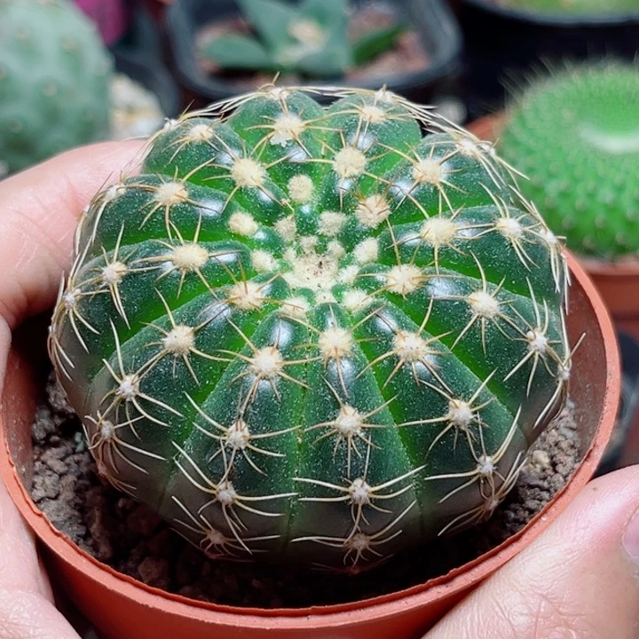 单头中号炫美玉仙人球