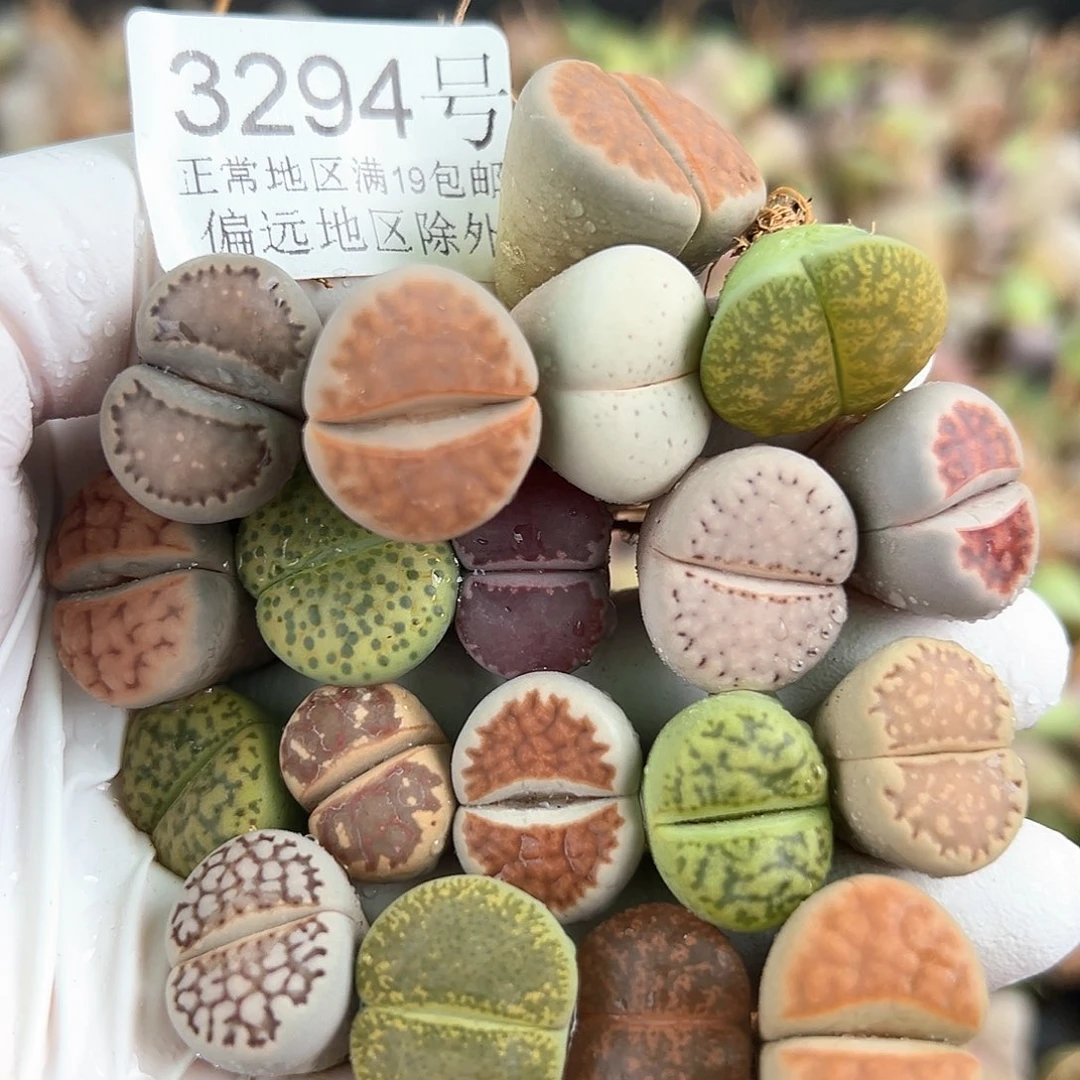 3294 好养易活生石花大母本19个