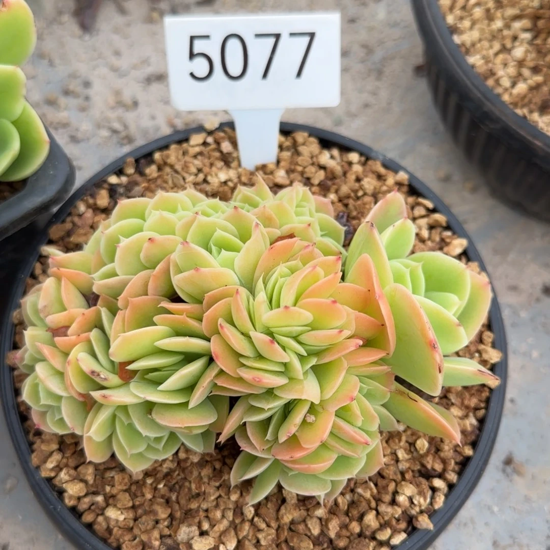 5077。    星娜塔缀