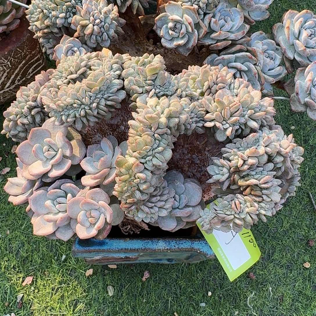 巨****装星影缀化一颗脱土