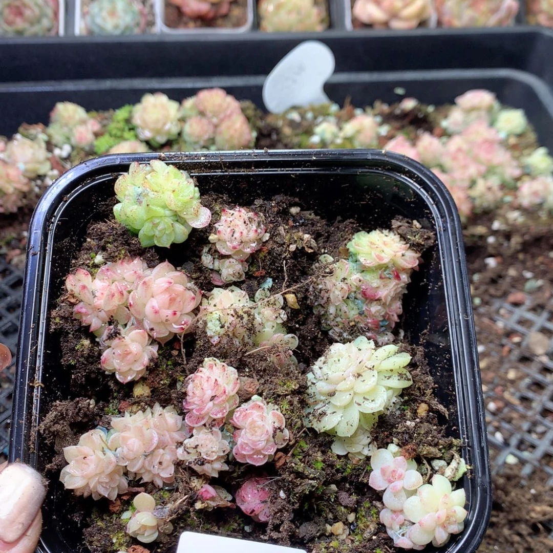 无花朵S118月英语英语