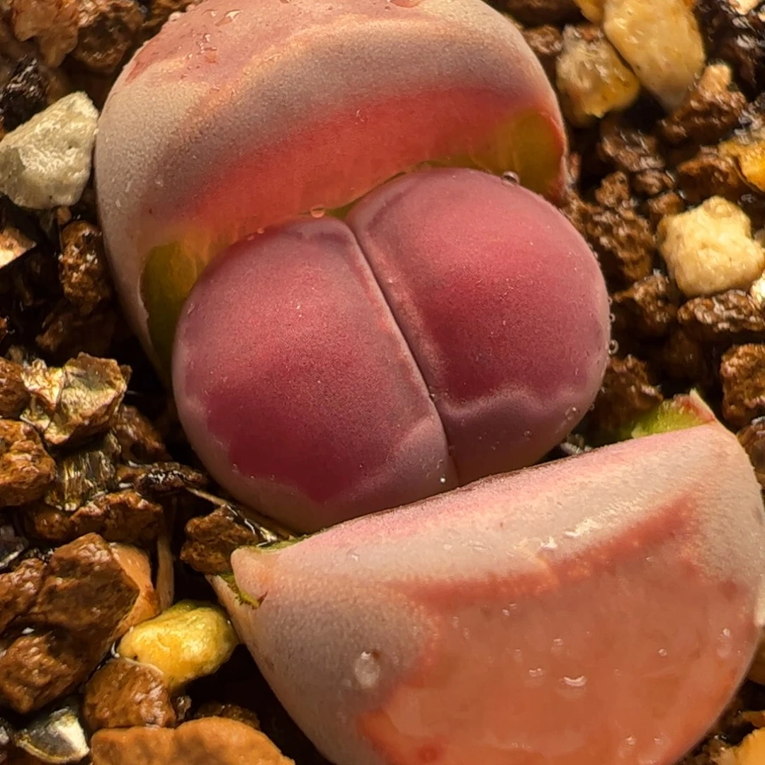 013多肉植物百科