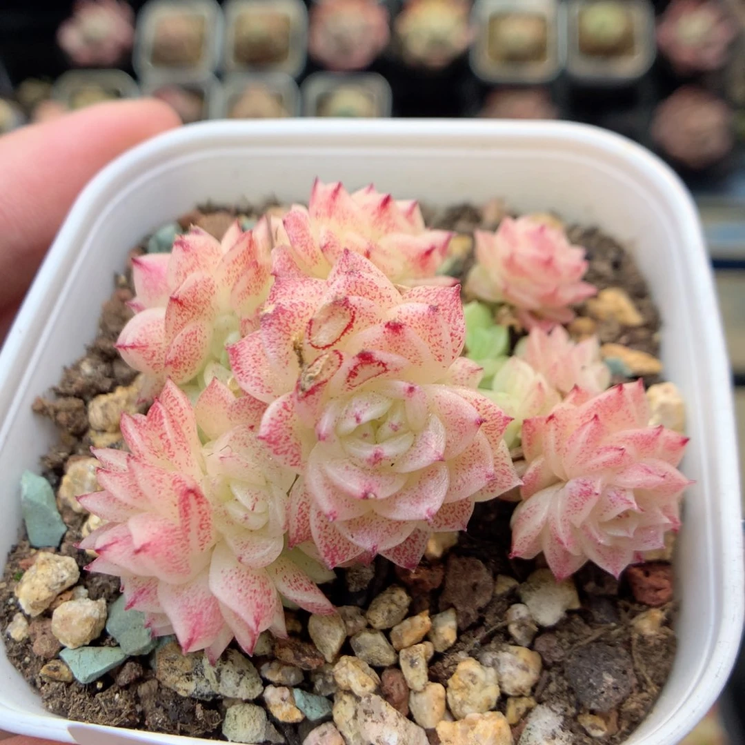 E74不整，20包邮两天凑单偏远不发货