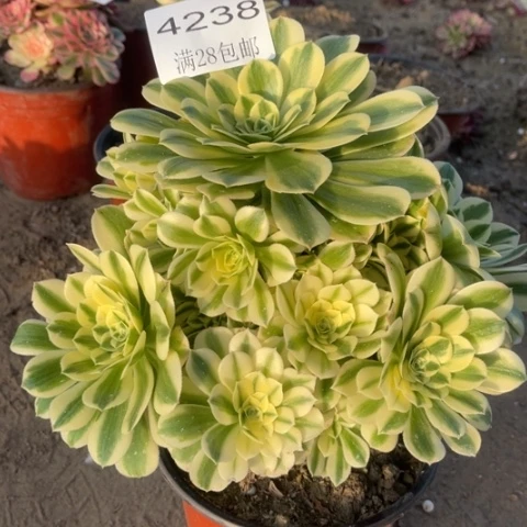 迈巴赫多肉多肉4238