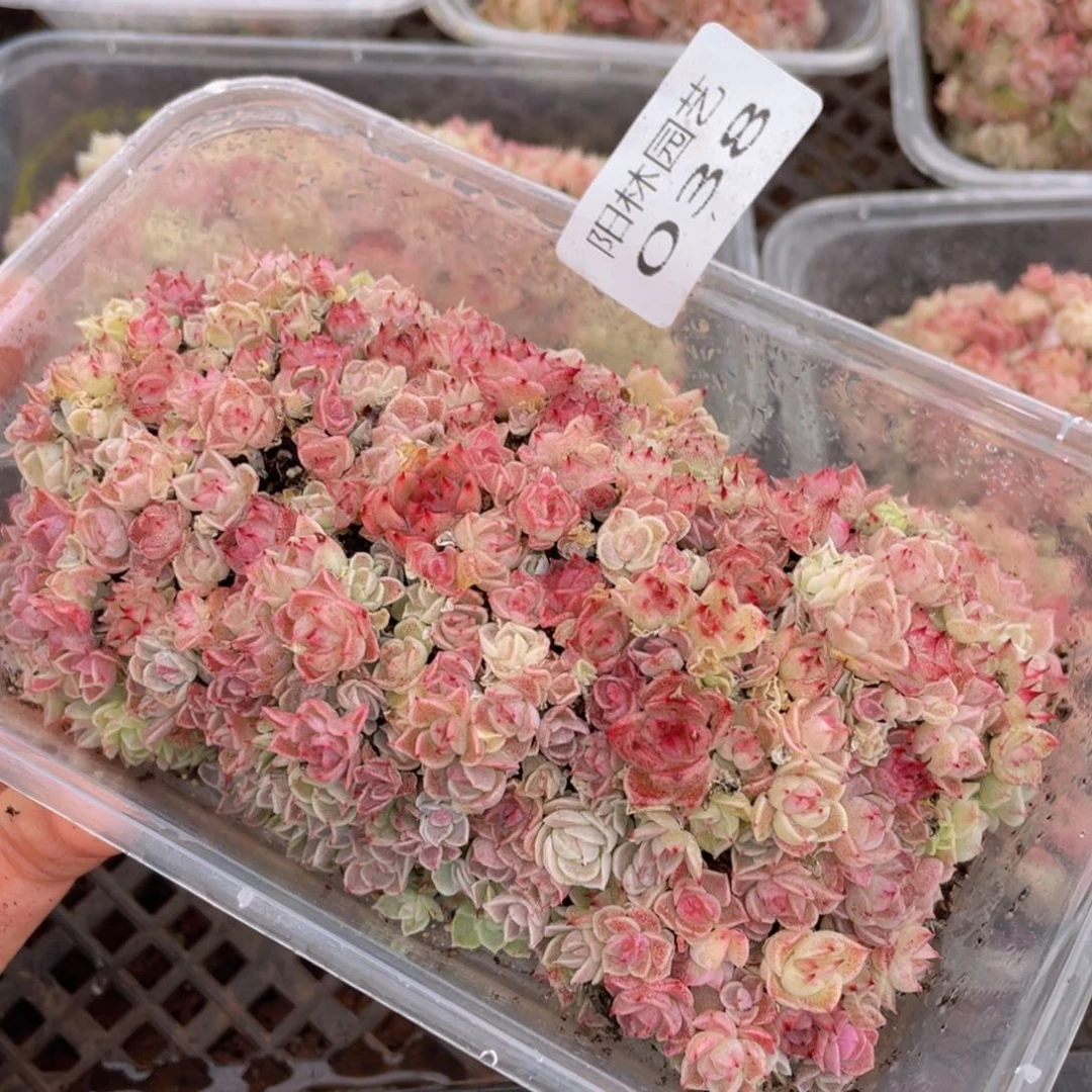 多肉植物多肉植物38