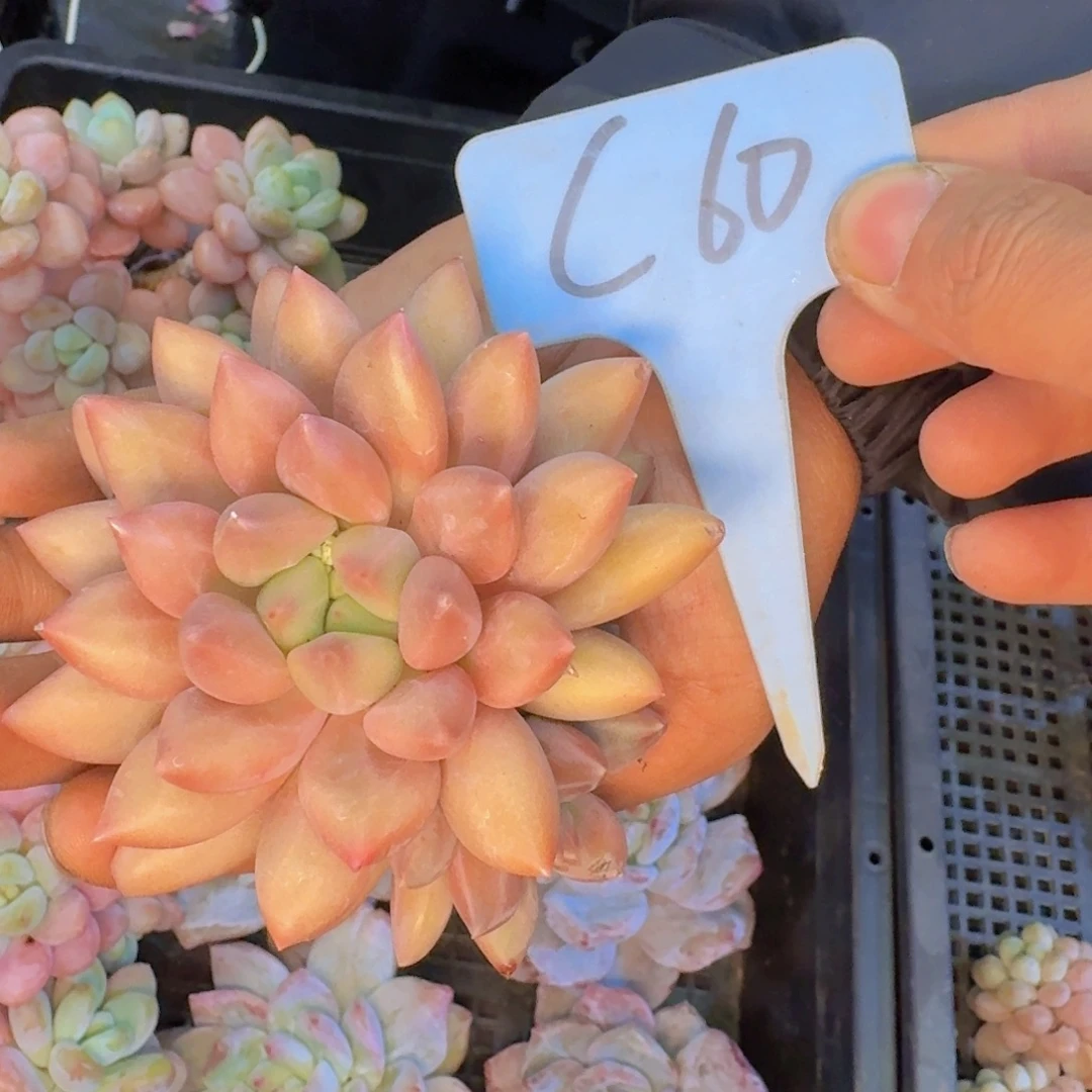 多肉植物的生长发育和生长