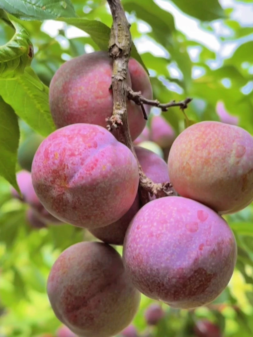 广东钱排正宗银妃三华李红心李新鲜采摘酸甜可口孕妇水果