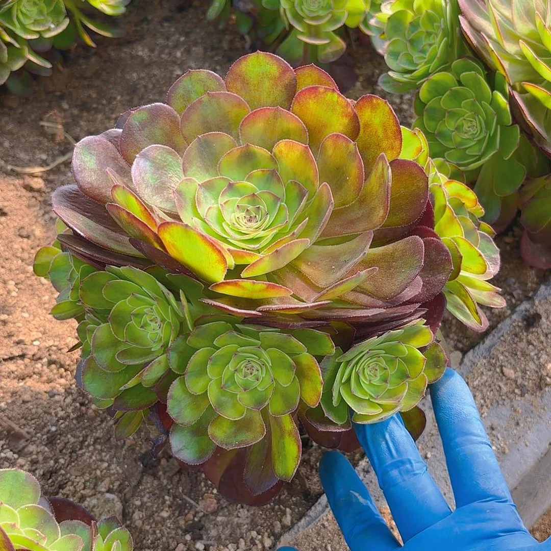 雨荷多肉植物手捧