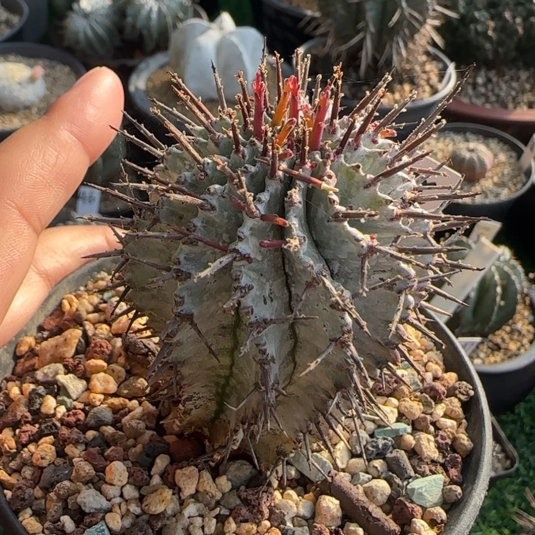 1035脱土发 白衣魁伟玉