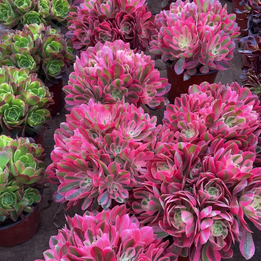 粉女巫绣球9.9多肉植物