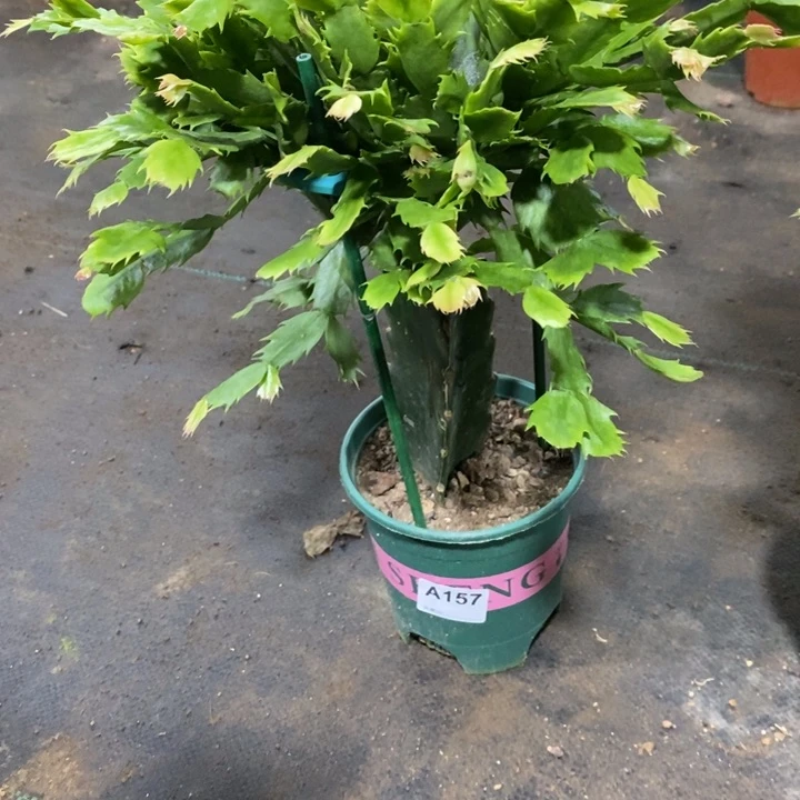 当前无花栽培后可以开花雪***康157荷花妹妹