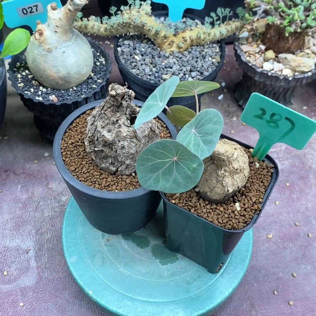 两颗多肉植物一个