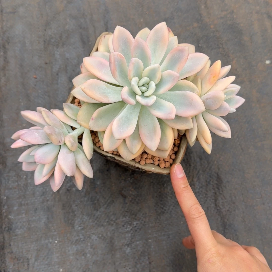 三*奥普琳娜锦  多肉植物