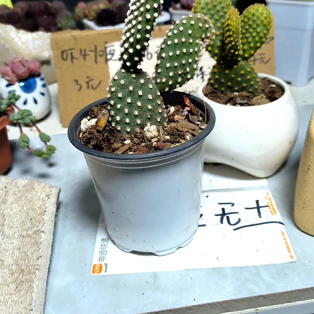 清**雨满6元包邮，佛珠大盆多肉