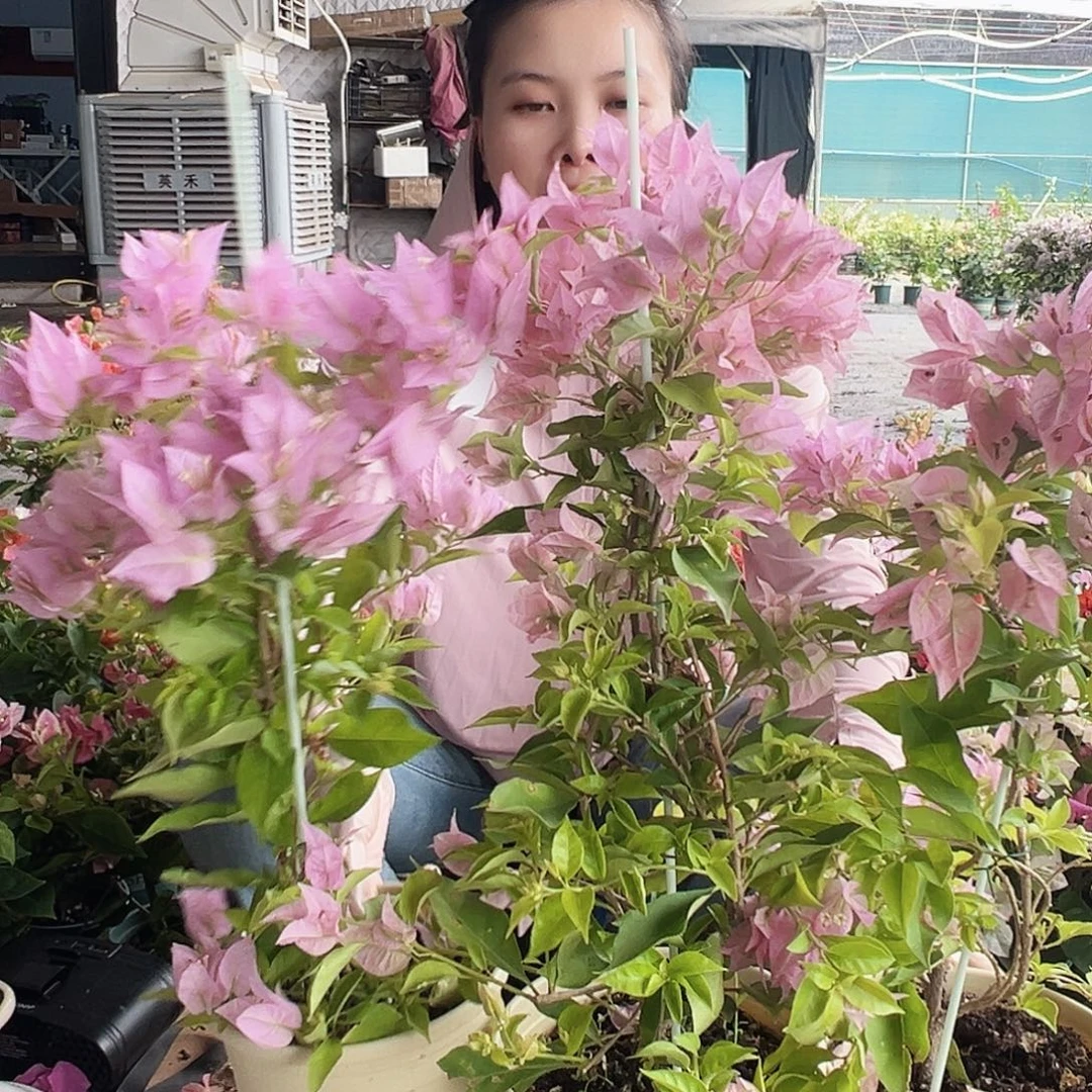 大部分花苞少量开放粉红豹带竹一棵