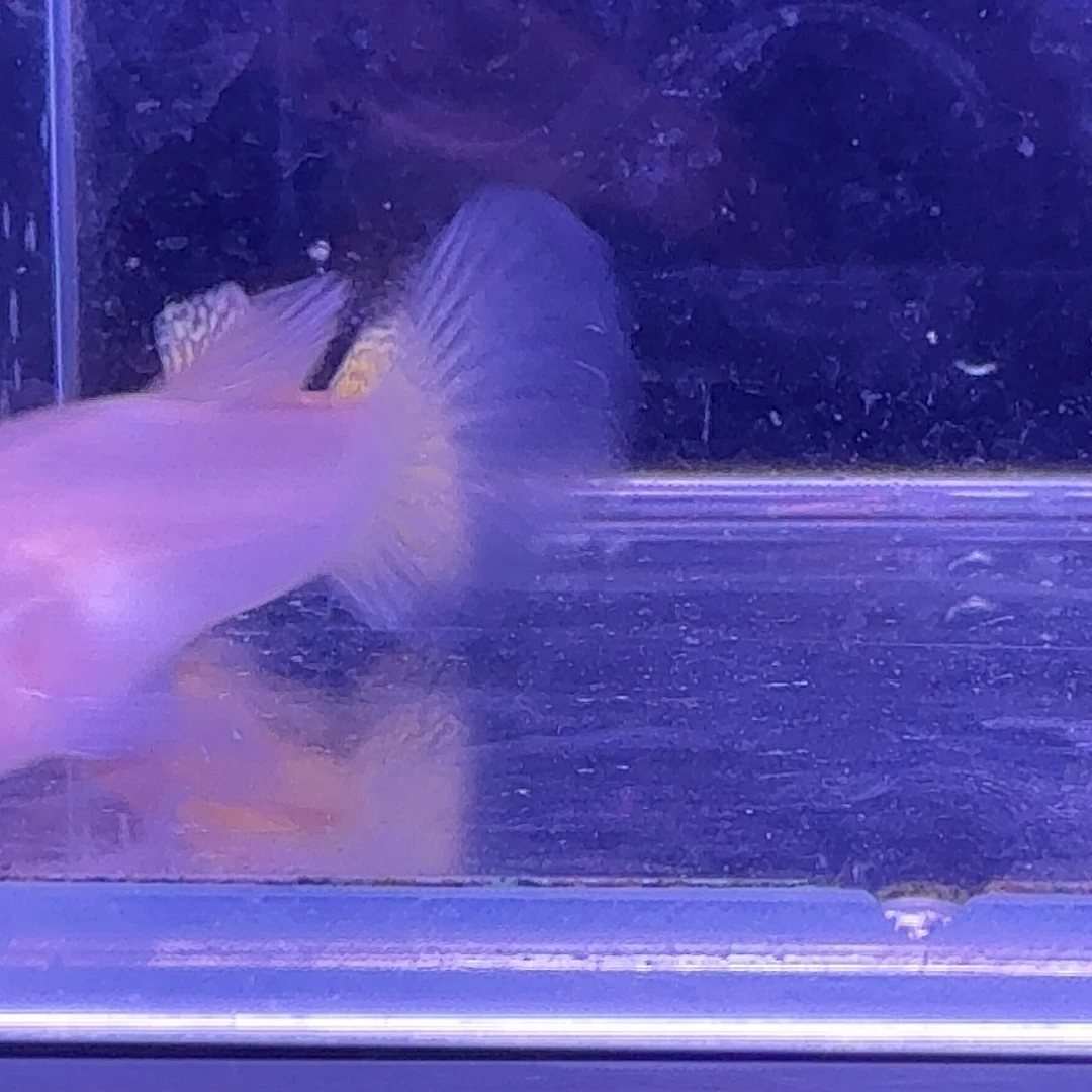 孔雀鱼黄金蕾丝玻璃猫1对