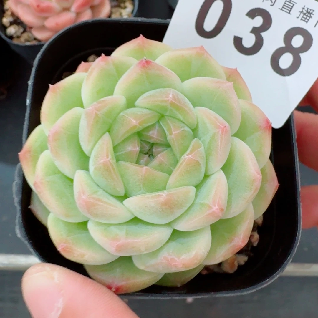 彩体珍妮            精美多肉植物