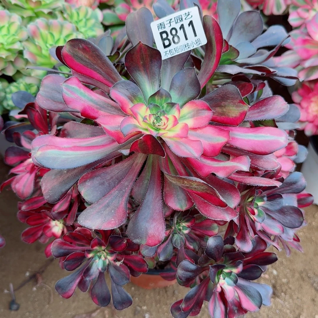 香奈儿七彩多肉811号