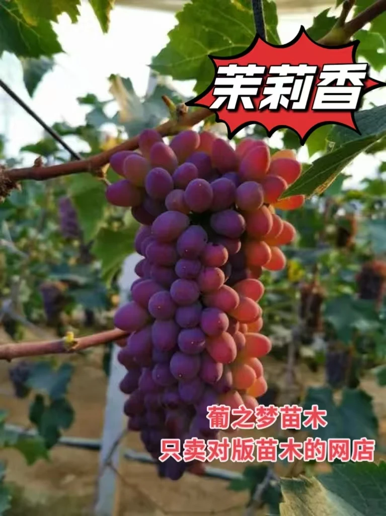 茉莉香  扦插绿苗  一单两颗