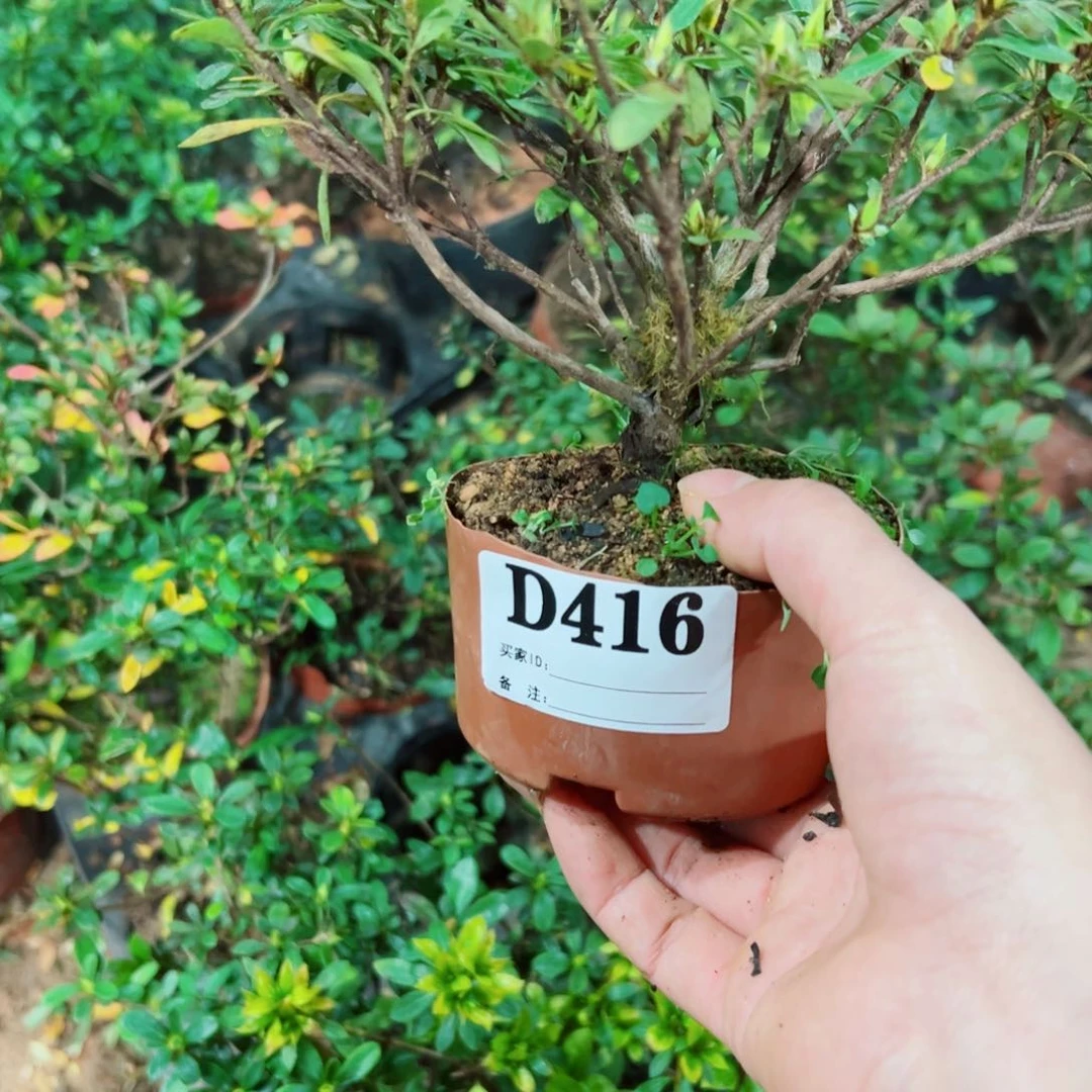 完全开放杜鹃花科植物有花