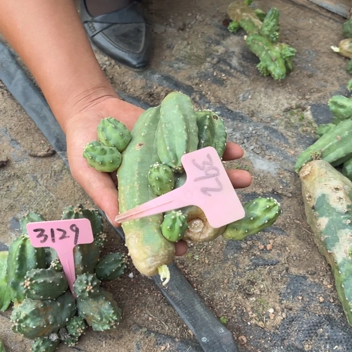 红，侧芽一组392好橙