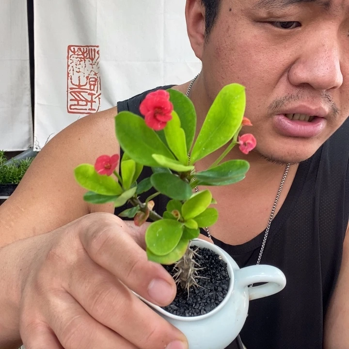&****闹一物一拍所见即所得234