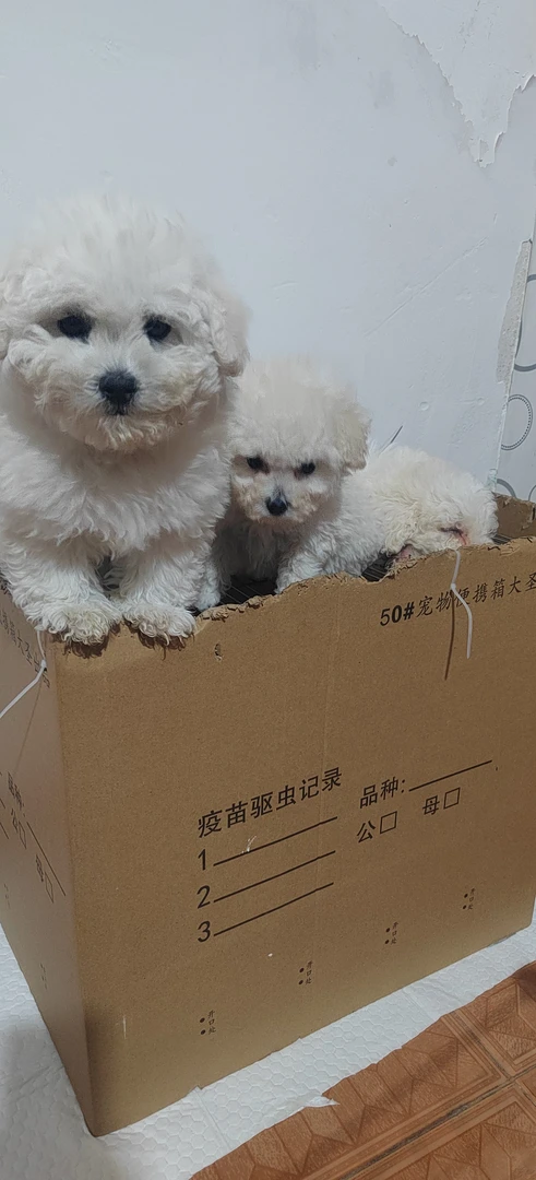 毛毛宠物狗狗展示笼