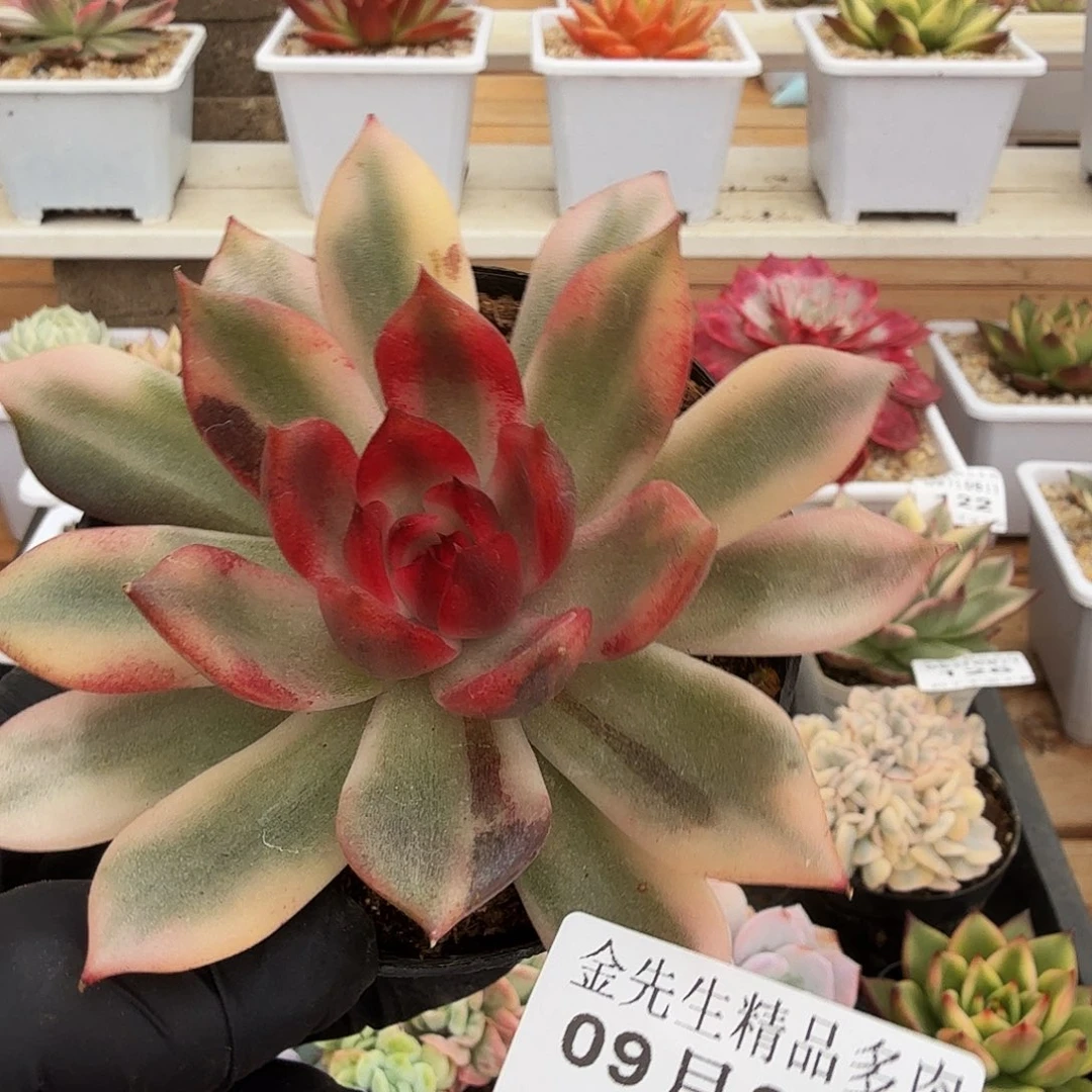 0908-128火焰山锦单头