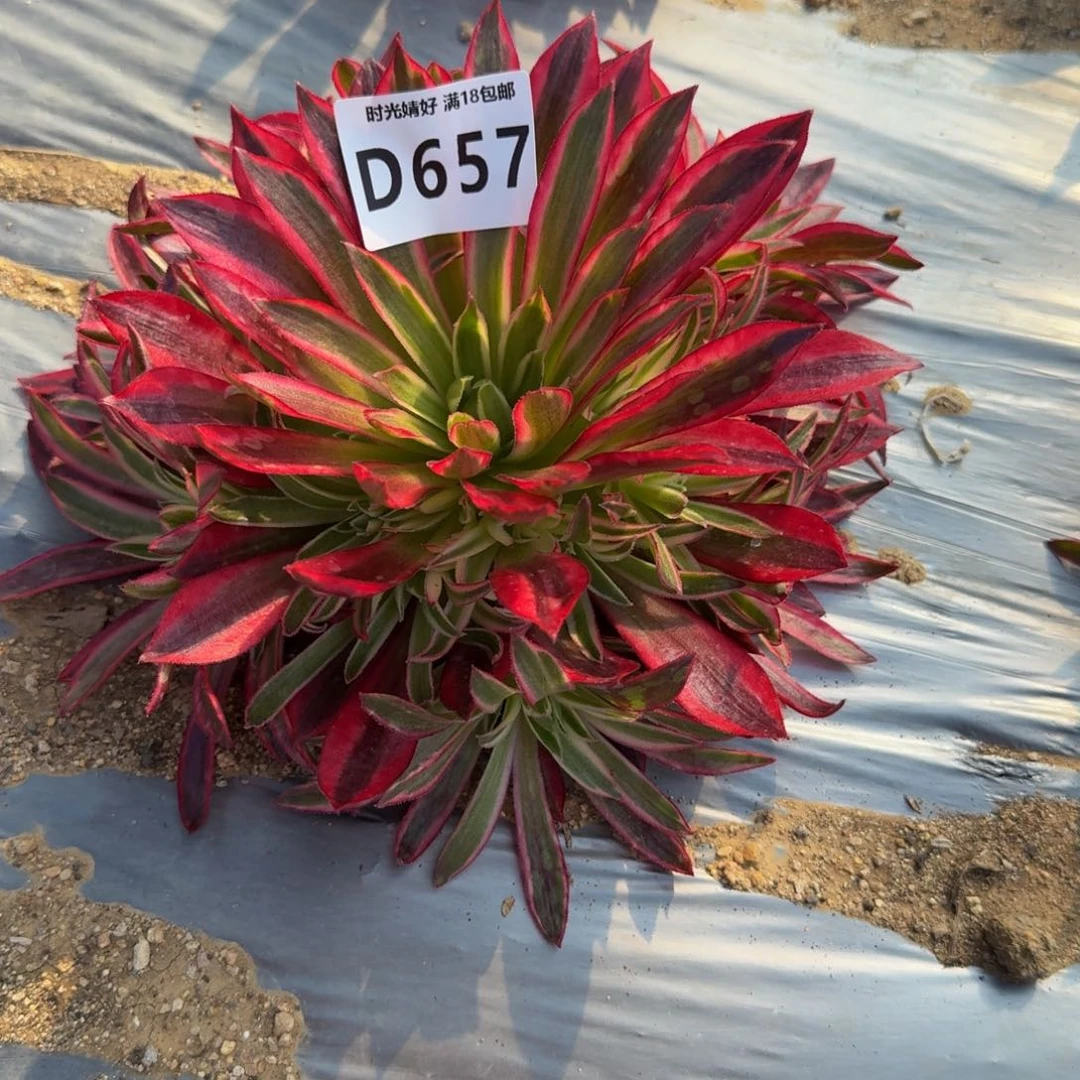 657凤凰超白。 多肉植物